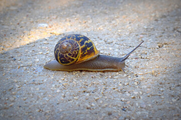 snail crawling on a gray rocky surface. Warm autumn lighting.