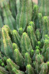 cactus in the garden