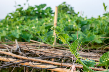 Growing a fresh creeper of calabash or bottle gourd vegetable on a bamboo loft inside of an...
