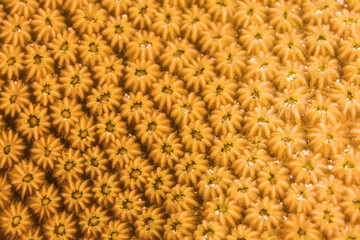 Close up, macro of coral morphology in the reef of the Caribbean Sea, Curacao