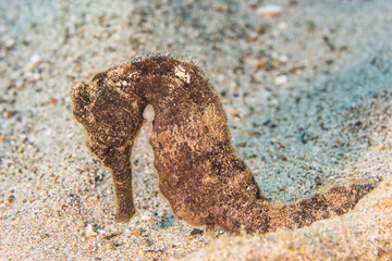 Seascape with Seahorse in the coral reef of Caribbean Sea, Curacao