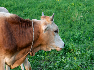 Reddish domestic bull standing on the grassland close up shot