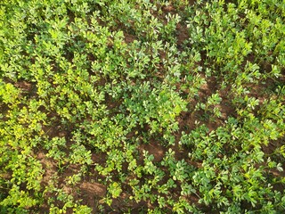 Fenugreek plant in vegetable garden. Fresh Green Fenugreek Leaves.  It is a most popular Greens and vegetable. 