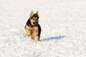 Joyful German shepard running on fresh snow during a beautiful winter day in Estonia. 