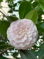 The Camelia(Plant and Flower)