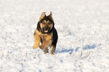 Joyful German shepard running on fresh snow during a beautiful winter day in Estonia. 