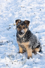 Fototapeta na wymiar Calm German shepard puppy vovered with snow and sitting on a sunny winter day in Europe. 