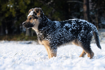 Fototapeta na wymiar Calm German shepard puppy covered with snow standing on a sunny winter day in Europe.