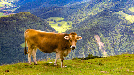 Kuh auf dem Berg