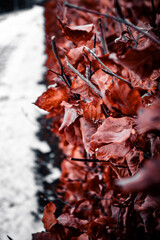 autumn leaves and snow