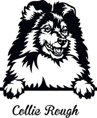 Obraz premium Collie Rough Peeking Dog - head isolated on white