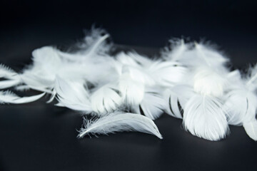 A white feathers isolated on a black background