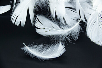 A white feathers isolated on a black background