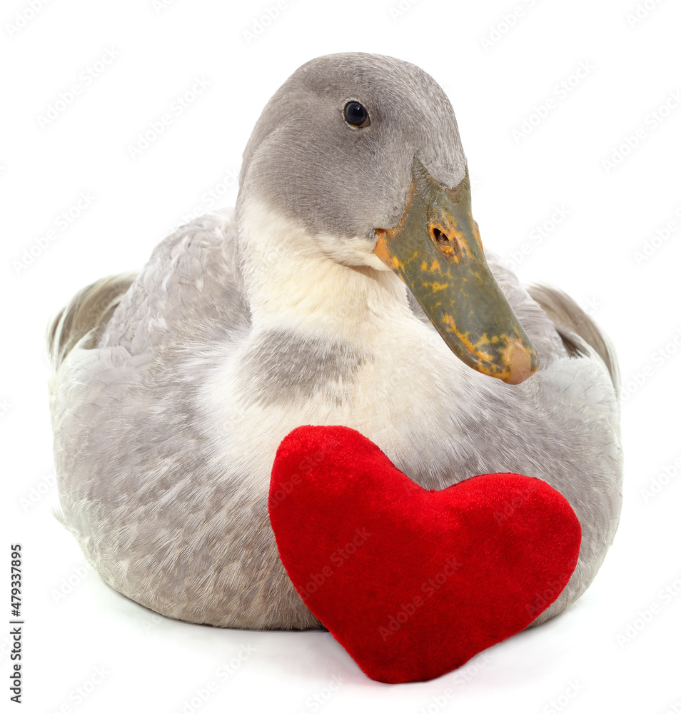 Poster duck and heart.