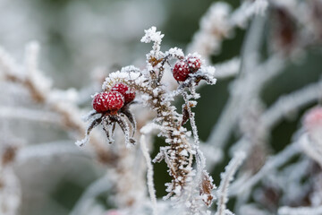 frostige Hagebutte