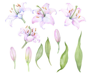 White pink lilies, a set of watercolor elements, flowers and buds
