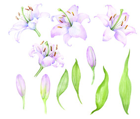 White pink lilies, a set of watercolor elements, flowers and buds