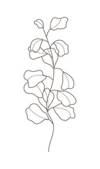 Eucalyptus branch vector in line style. Bohemian eucalyptus leaves, plant on isolated background.
