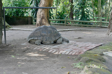 giant tortoise in the park
