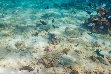 Fototapeta na wymiar beautiful fish swim between coral reefs in the warm clear waters of the Red Sea