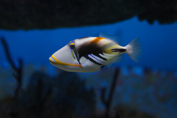 Fototapeta na wymiar Lagoon triggerfish (Rhinecanthus aculeatus), also known as the Picasso triggerfish.
