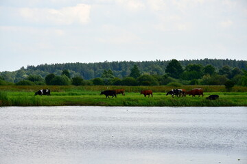 A view of a flock of cattle, including cows, bulls, and their offspring seen in the middle of a...