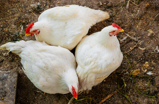 Chickens broilers on the farm. Selective focus.