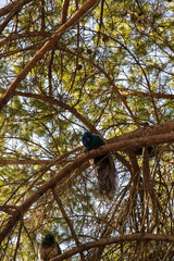Peafowls (Phasianidae) on the trees from the Garden of São Jorge Castle in Lisbon