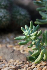 Fototapeta premium aloe vera plant