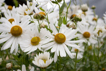 Obraz premium bush of white daisies in the garden
