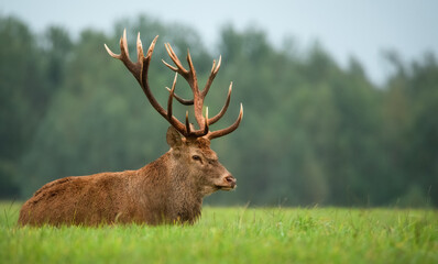 A large Trophy red deer with huge antlers lies on a green field. Panoramic view. Calm soft green background.