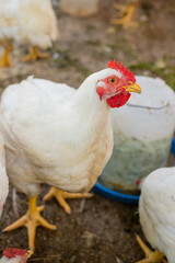 Chickens broilers on the farm. Selective focus.