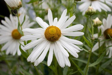 Fototapeta premium bush of white daisies in the garden