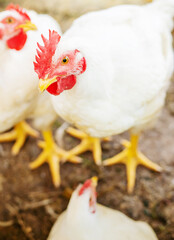 Chickens broilers on the farm. Selective focus.