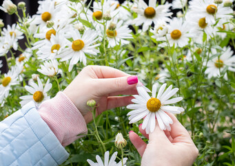 girl guessing on a white chamomile in the garden