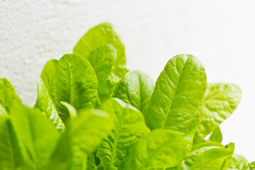 pflücksalat nahaufnahme