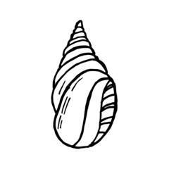 Shells doodle set. Hand-drawn vector sea sell.
