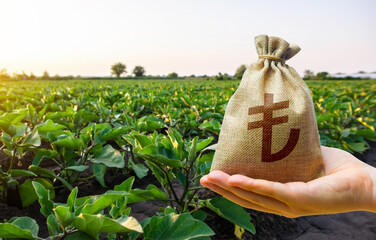 Turkish lira money bag and a field of eggplant plants. Lending a loan and subsidizing farmers....