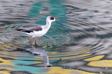Portrait of bird - Black Winged Stilts (Himantopus himantopus)