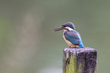 Common Kingfisher (Alcedo atthis) perching on wood at wetland