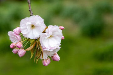 Cherry blossoms with green background