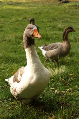 goose on the grass