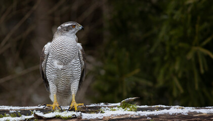 The northern goshawk, Accipiter gentilis