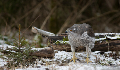 The northern goshawk, Accipiter gentilis
