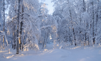 The sun's rays on trees and snowdrifts.