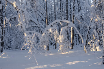 The tree bent under the weight of snow.