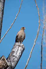 bird on a branch