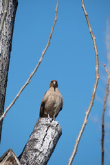 red tailed hawk