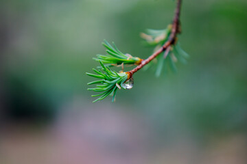 Close up of water drop on grass