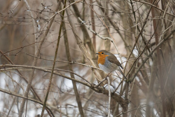 European robin on a branch with snow during winter in Vosges, France